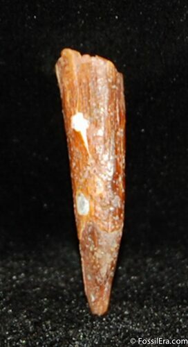 Inch Pterosaur Tooth From Morocco #351